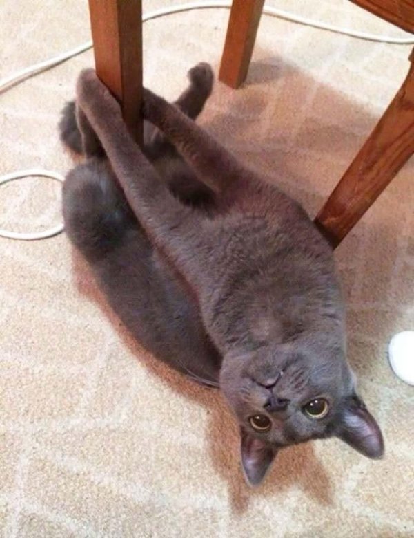 Hilarious Cats (35 pics)