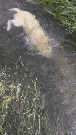Acid Gifdump, July 12 (25 gifs)