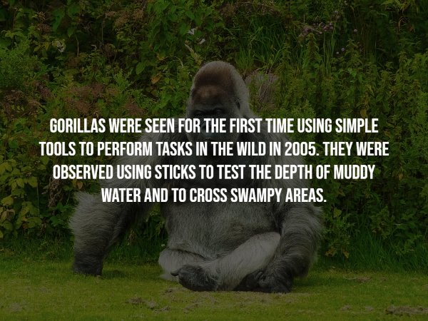 Gorillas Facts (17 pics)
