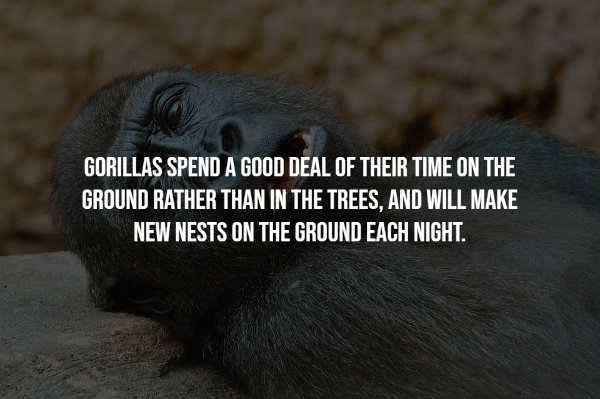 Gorillas Facts (17 pics)