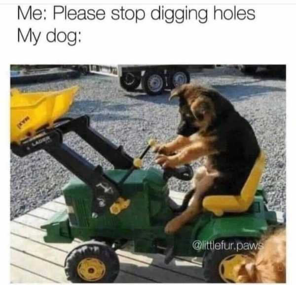 Dogs Memes (32 pics)