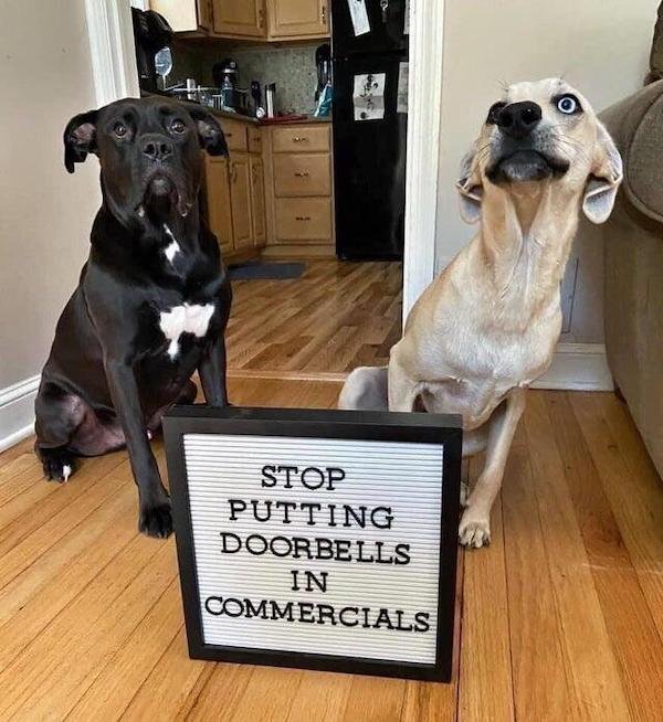 Dogs Memes (32 pics)