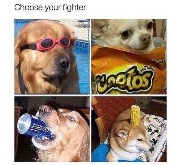 Dogs Memes (32 pics)