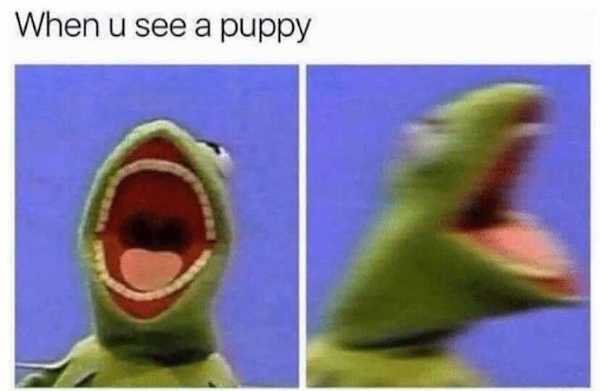 Dogs Memes (32 pics)