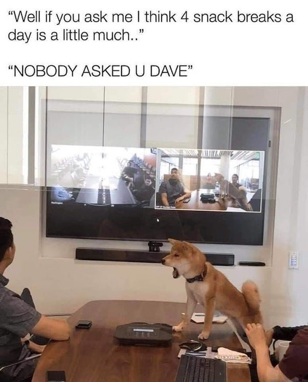Dogs Memes (32 pics)
