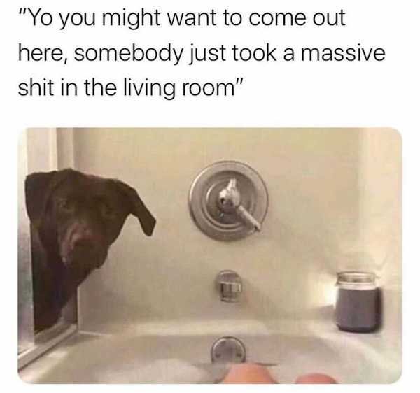 Dogs Memes (32 pics)