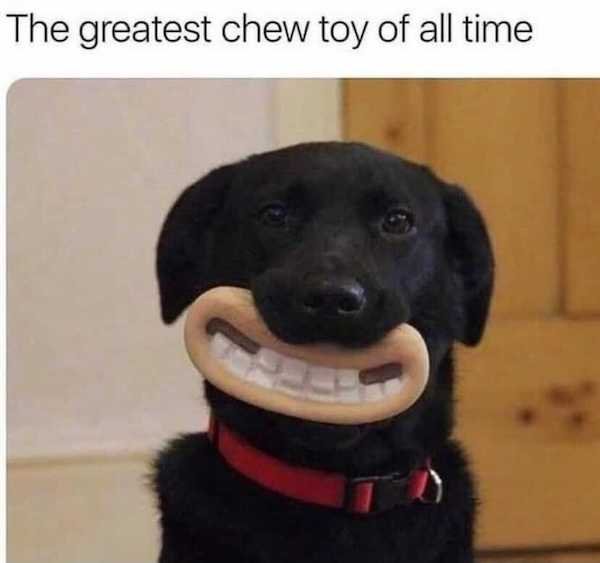 Dogs Memes (32 pics)
