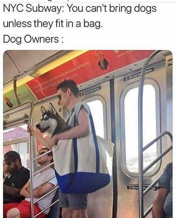 Dogs Memes (32 pics)