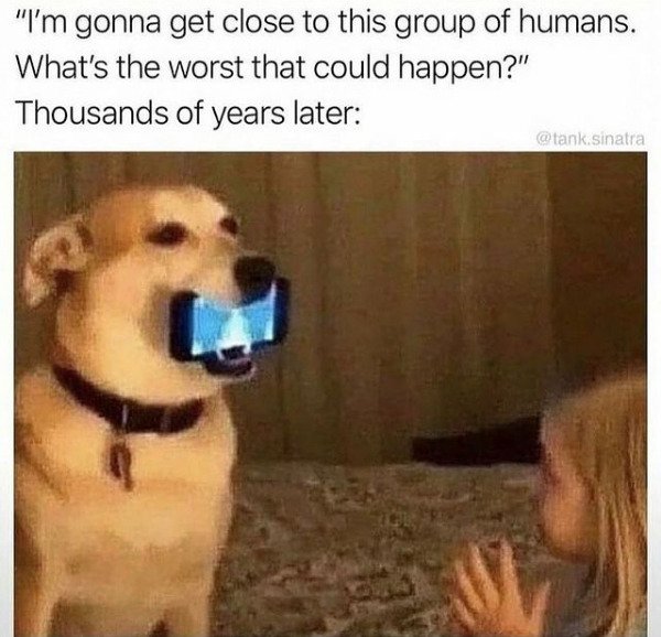 Dogs Memes (32 pics)