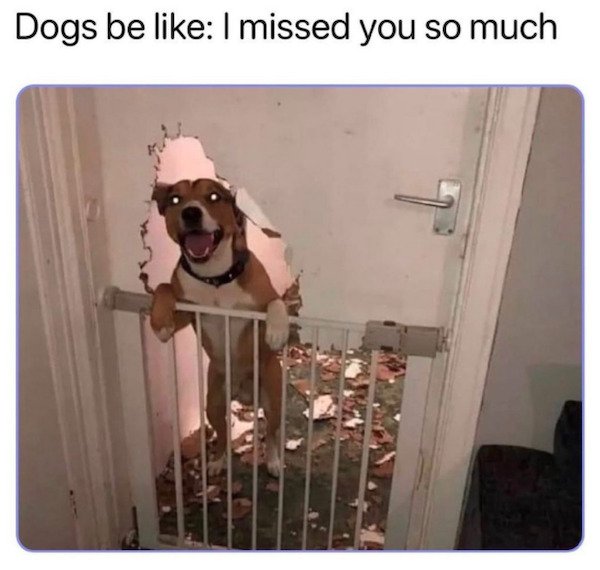 Dogs Memes (32 pics)