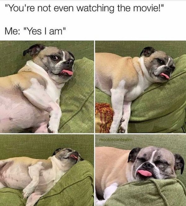 Dogs Memes (32 pics)