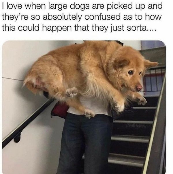 Dogs Memes (32 pics)
