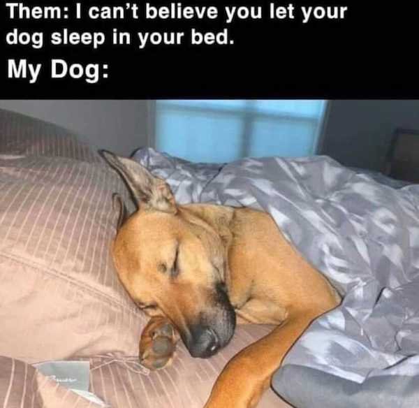 Dogs Memes (32 pics)