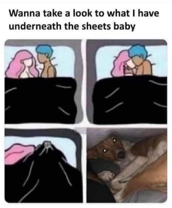 Dogs Memes (32 pics)