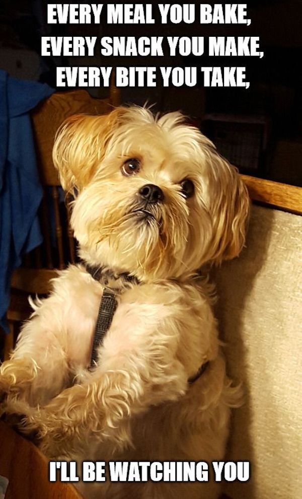 Dogs Memes (32 pics)