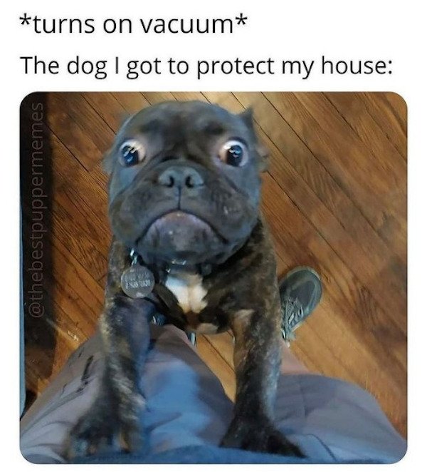 Dogs Memes (32 pics)