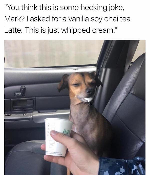 Dogs Memes (32 pics)