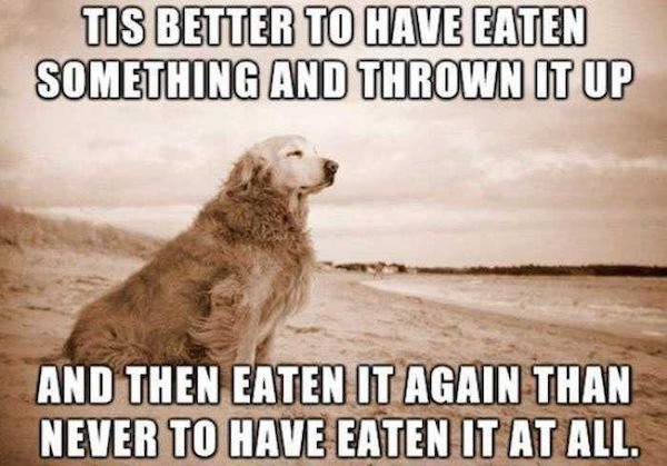 Dogs Memes (32 pics)