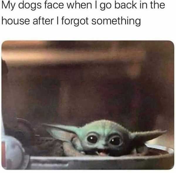 Dogs Memes (32 pics)