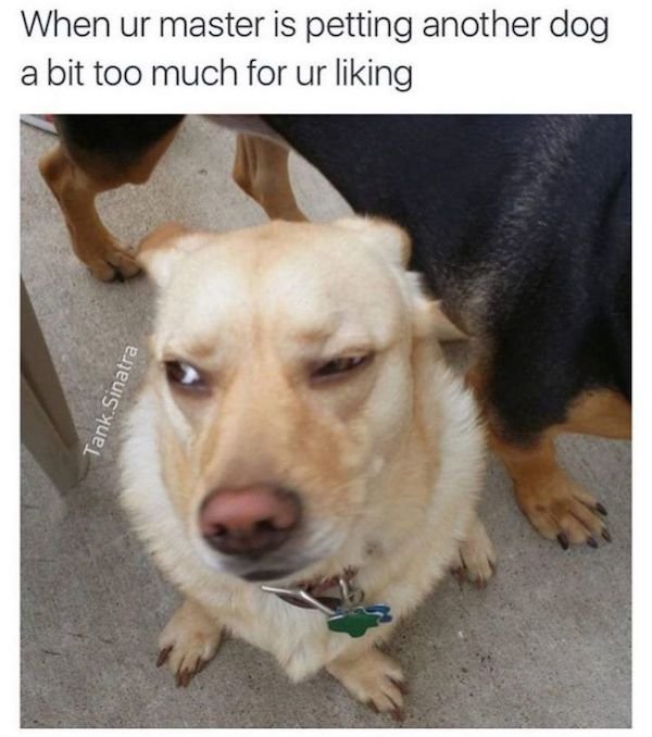 Dogs Memes (32 pics)