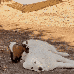 Acid Gifdump, July 13 (25 gifs)