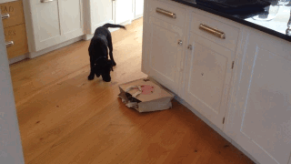 Acid Gifdump, July 13 (25 gifs)