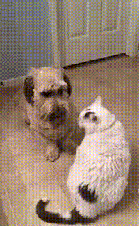 Acid Gifdump, July 13 (25 gifs)