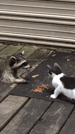 Acid Gifdump, July 13 (25 gifs)