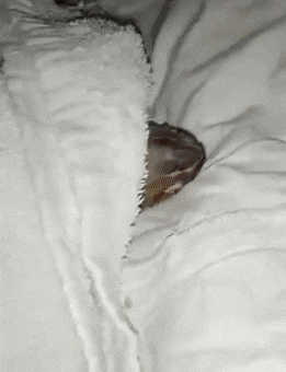Acid Gifdump, July 13 (25 gifs)