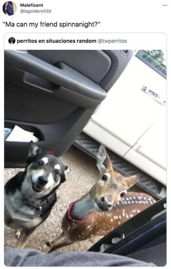 It's Funny (50 pics)