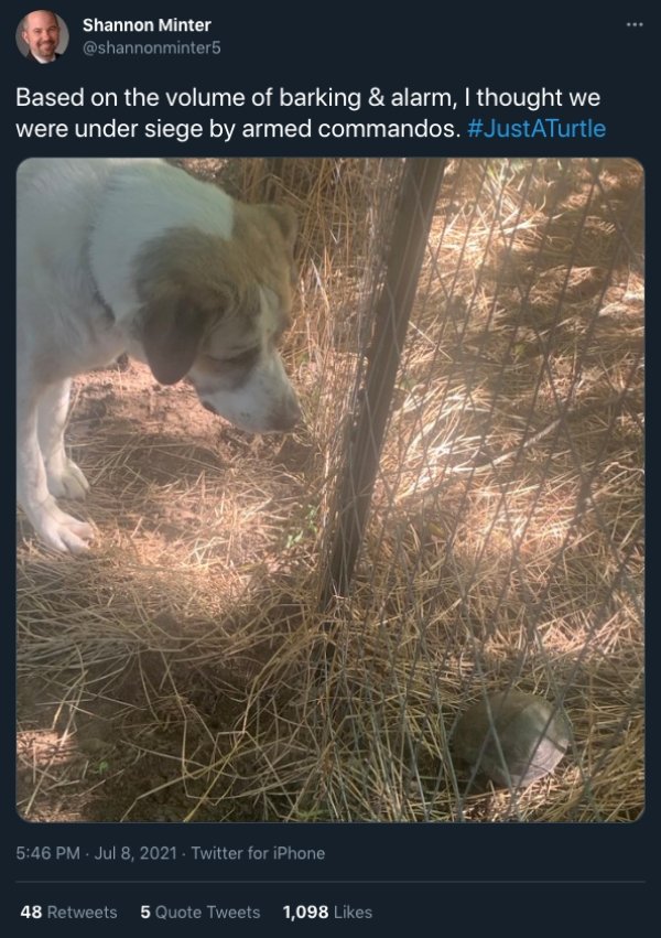 Cats And Dogs Tweets (31 pics)