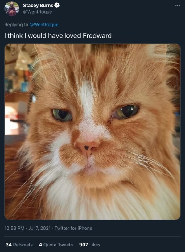 Cats And Dogs Tweets (31 pics)