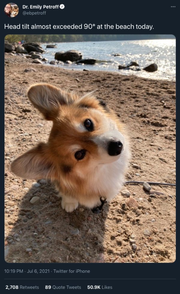 Cats And Dogs Tweets (31 pics)