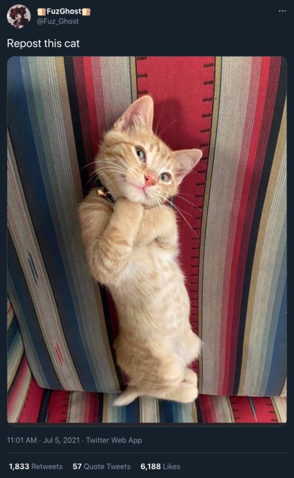 Cats And Dogs Tweets (31 pics)
