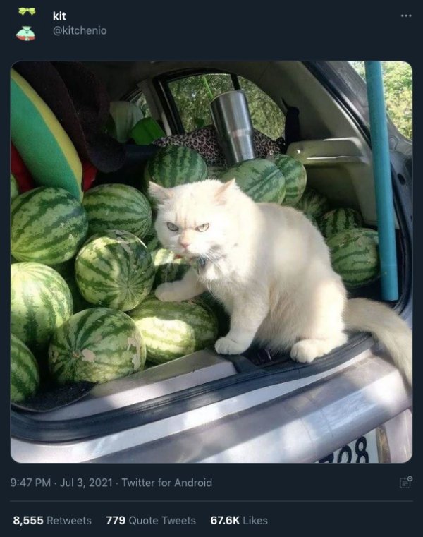 Cats And Dogs Tweets (31 pics)