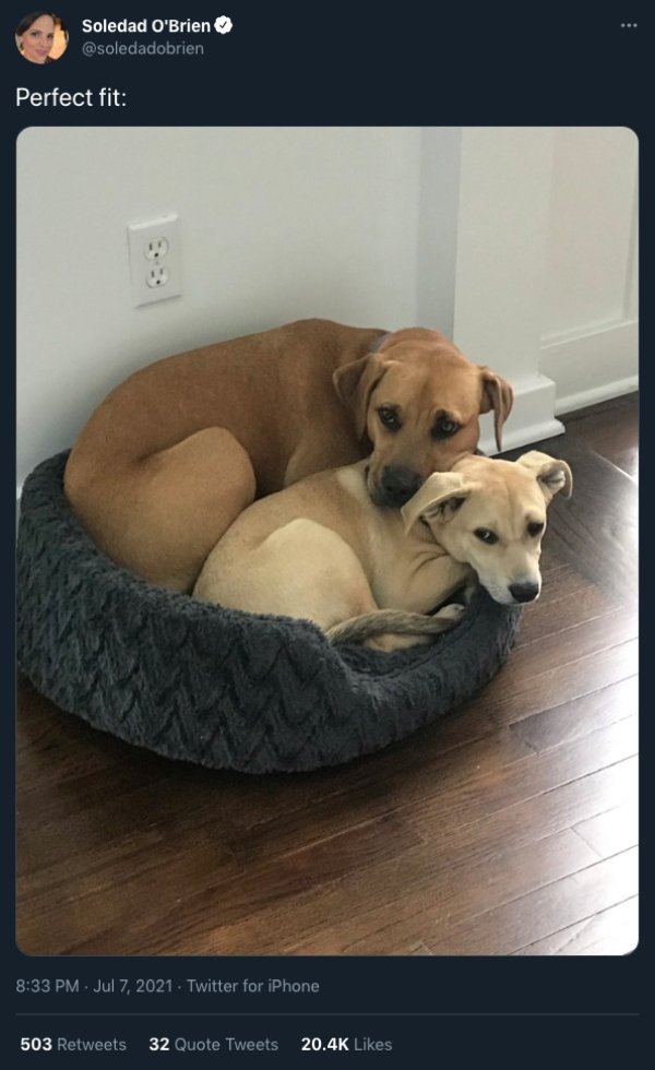 Cats And Dogs Tweets (31 pics)