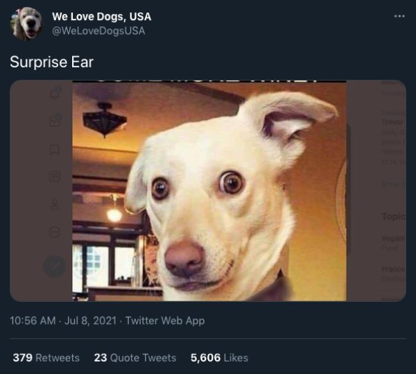 Cats And Dogs Tweets (31 pics)