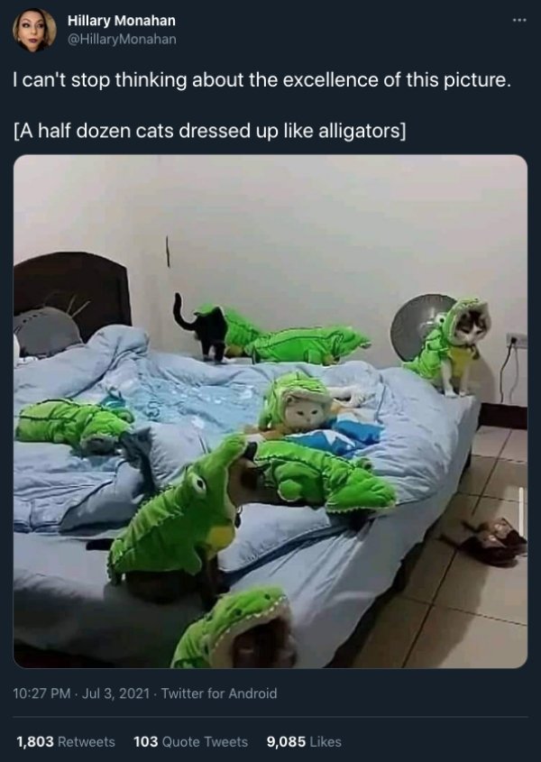 Cats And Dogs Tweets (31 pics)