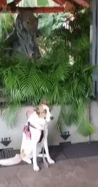 Acid Gifdump, July 14 (25 gifs)