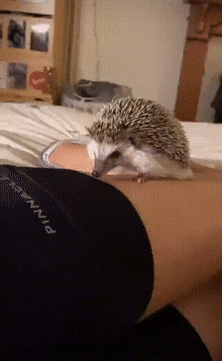 Acid Gifdump, July 14 (25 gifs)