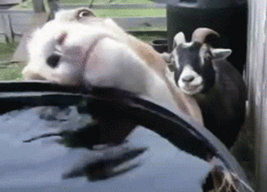 Acid Gifdump, July 14 (25 gifs)