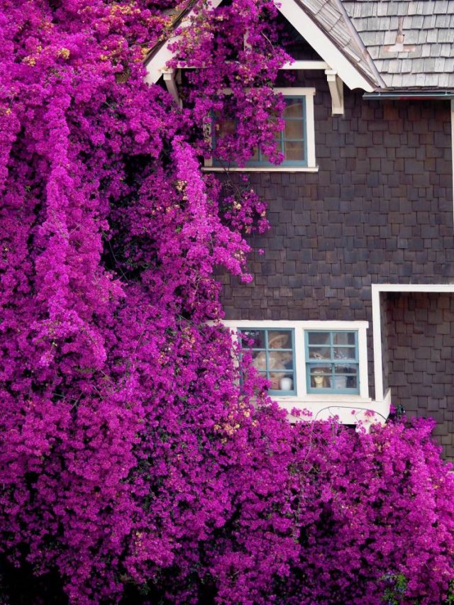 Acid Picdump 1 (74 pics)