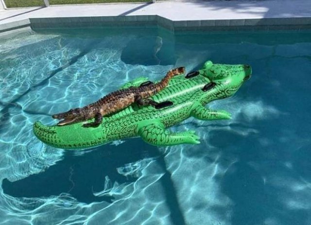 Acid Picdump 2 (72 pics)