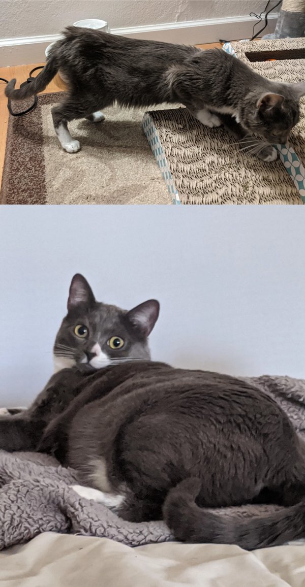 Animals Before And After Adoption (29 pics)