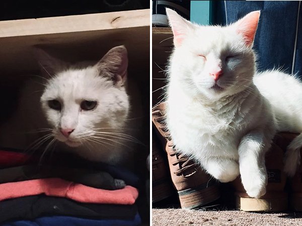 Animals Before And After Adoption (29 pics)