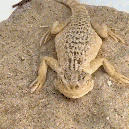 Acid Gifdump, July 16 (25 gifs)