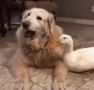 Acid Gifdump, July 16 (25 gifs)