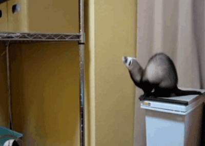 Acid Gifdump, July 16 (25 gifs)