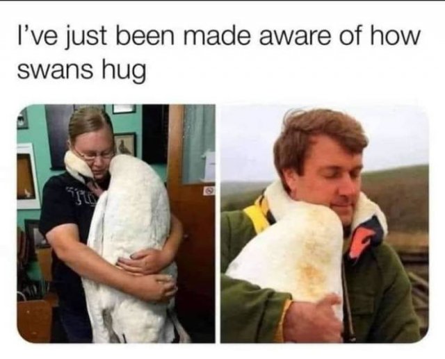 Wholesome Stories (49 pics)