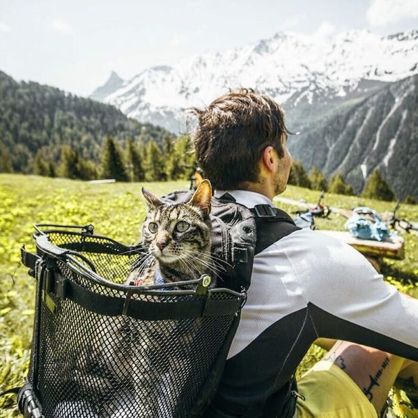 Traveling Cat (30 pics)